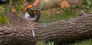 How Our Tree Care Process Works  in  Quitman, MS